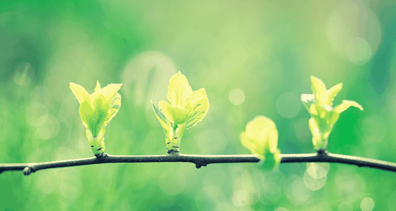 The Fragrance of Humility in Prayer