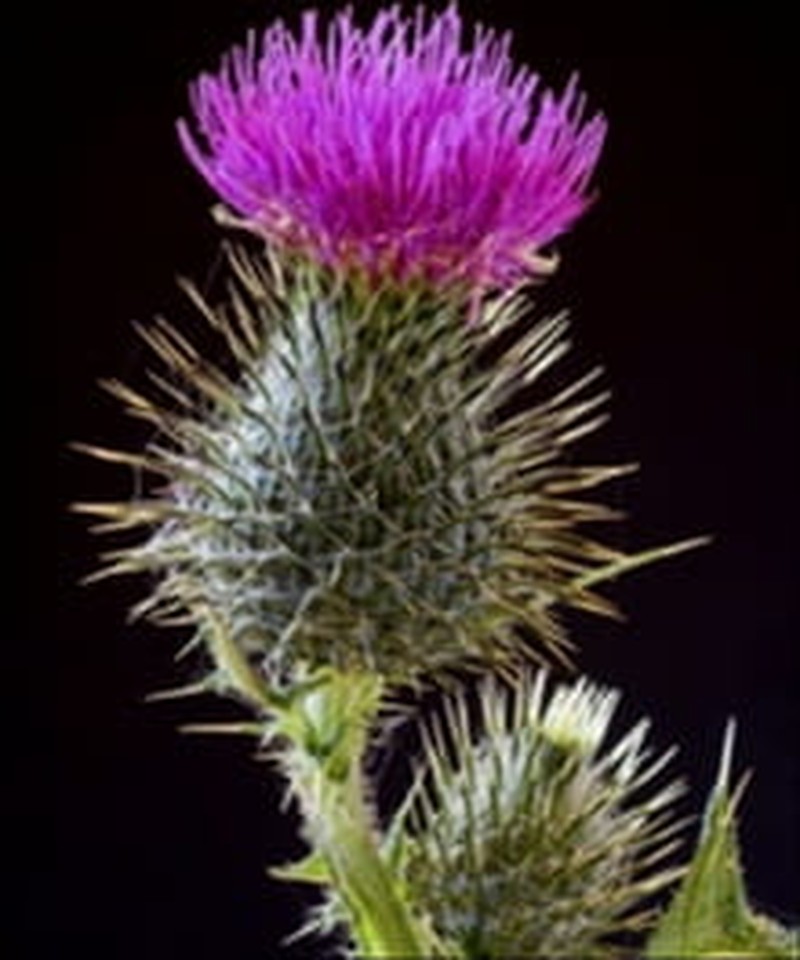 The Curse: Thorns, Thistles and Toil