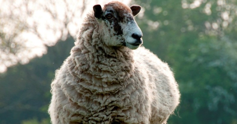 The Woeful Song of Frightened Sheep - Today's Insight - May 25, 2018