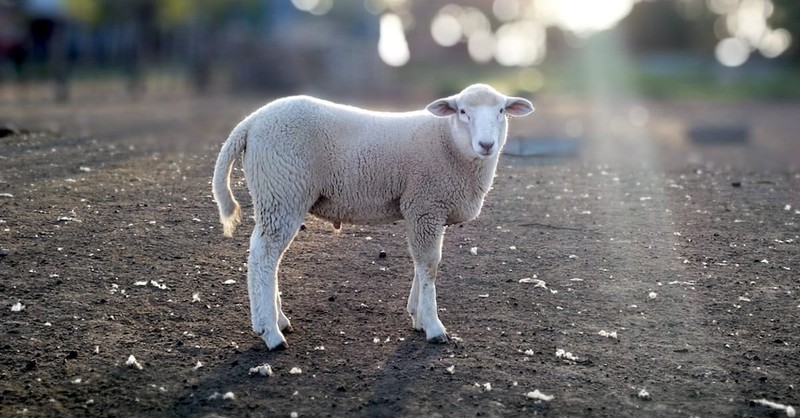 1. The Sacrificial Lamb in the Final Plague (Exodus 12-13)