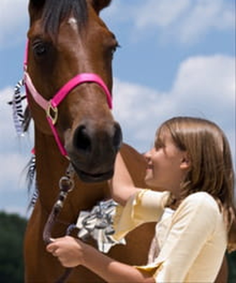 Creating a Lapbook About Horses