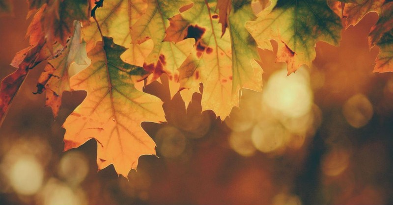 9. Father, Thank You for Your Creation.