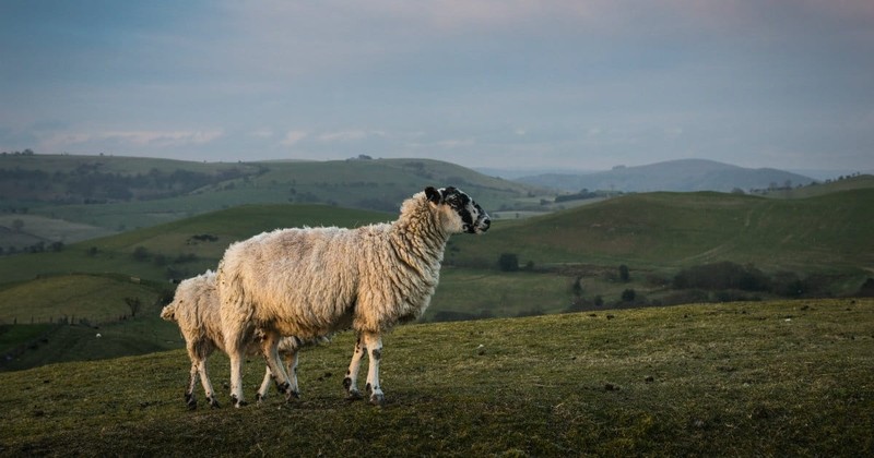 The Spiritual Implications of Being Sheep of God
