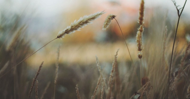 "With sowing and reaping, we see that Jesus Christ did the work for us."