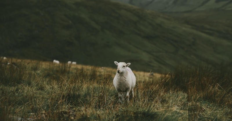 Psalm 23 - The Lord is our Shepherd and He will lead the way: