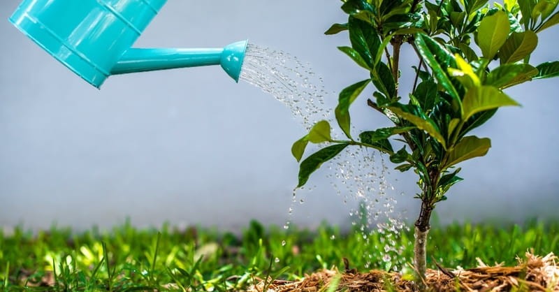 1. Humans are given the task of stewarding the earth.