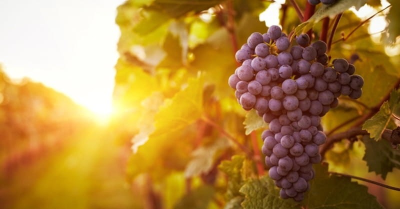 Discovering Naboth's Vineyard: Another Find of Biblical Proportions