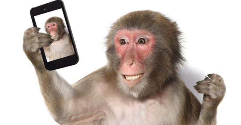 Monkey Takes Selfie and Makes Legal History