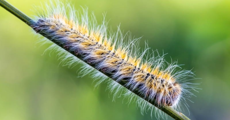 Deadly Caterpillars Have Invaded London