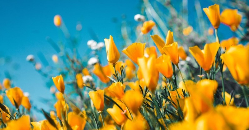 Have You Been Outside Today?: The Spiritual Cost of Isolation from Creation