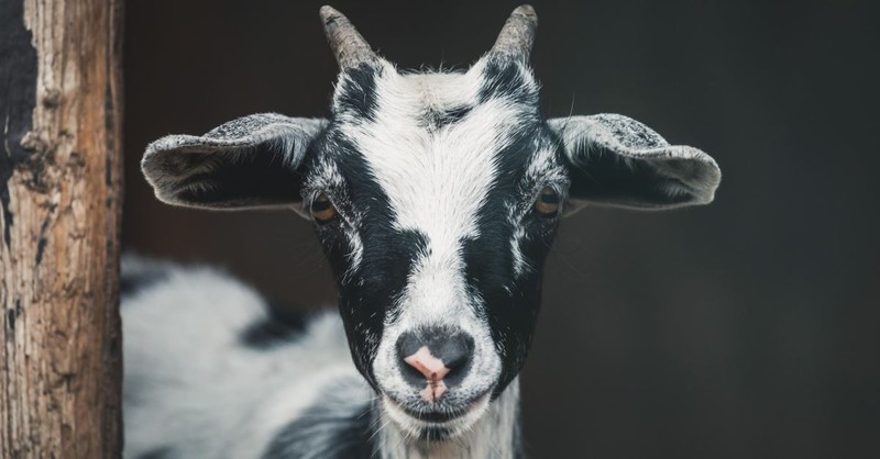 A Goat Who Became Mayor and the Full Worm Supermoon: The Eternal Purpose of This Life