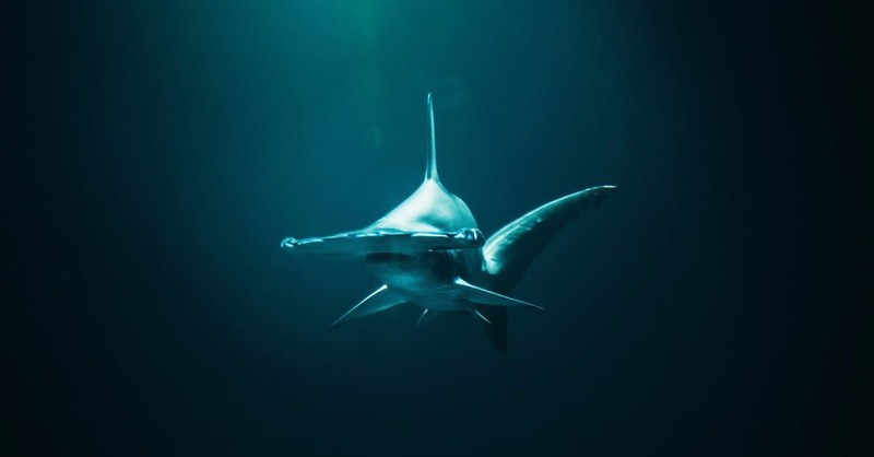 Shark Week to Devour Millions: What Our Rapt Attention Reveals about Our Spiritual Condition