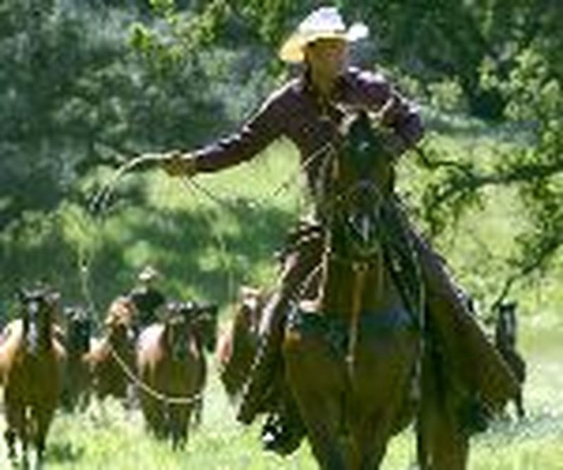 Wild Horses Can't Stop Tim McGraw's Rise in "Flicka"