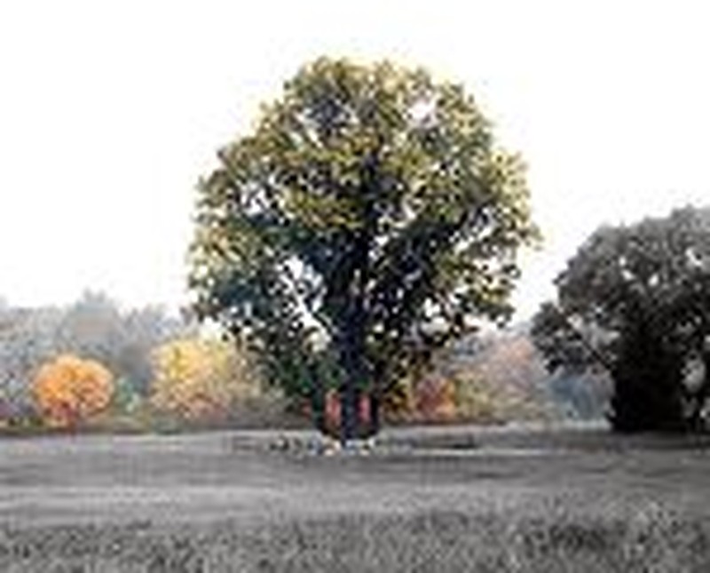 Bromide Prayers and Safe Trees