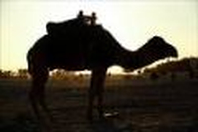 Arabs Take Epic Sahara Camel Trek to Spread Gospel