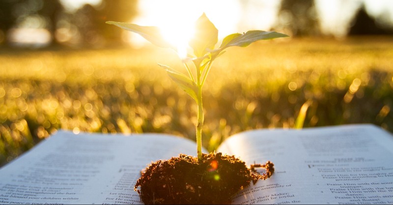 Plant growing in a Bible