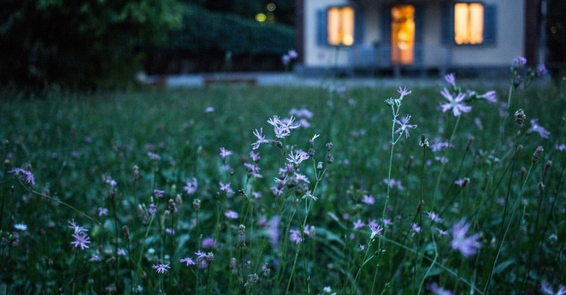 house with flowers