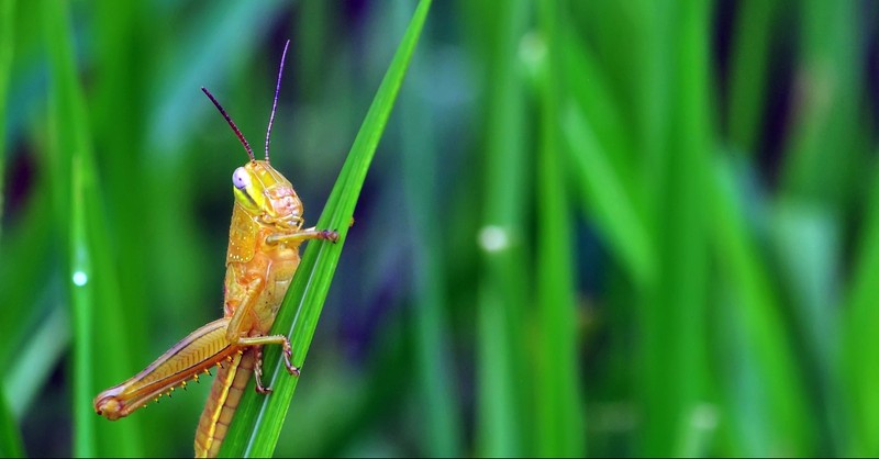 A locust on a grass