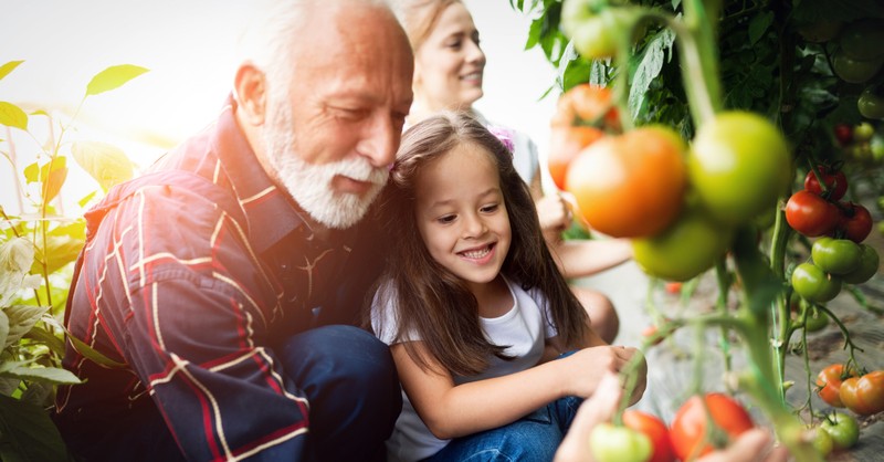 two generations granddad and granddaughter and mom picking tomatoes