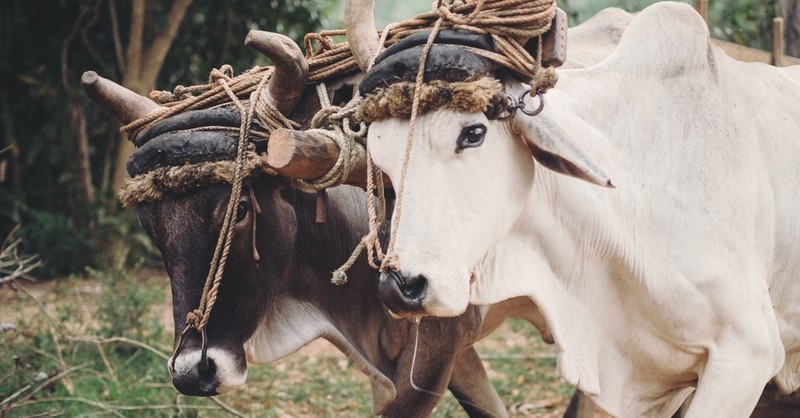 two oxen yoked together working in a field