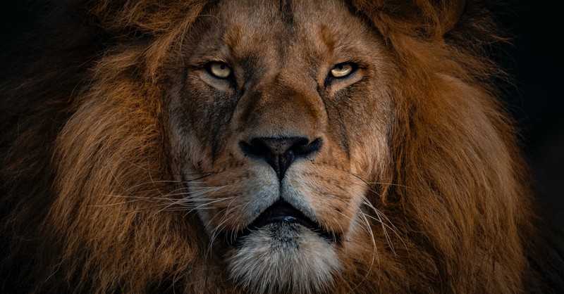 Close-up of a Lion