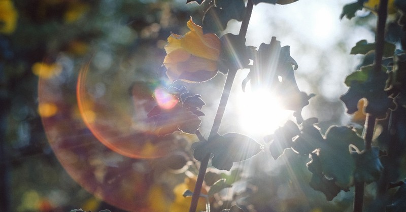 sun light shining through flowers in tree branches, clear vision hoped for 2020