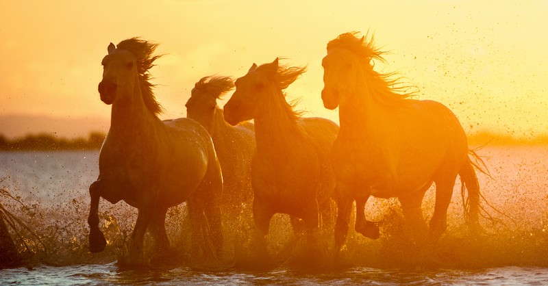 silhouette of four wild horses running with sunset in background, four horsemen of the apocalypse