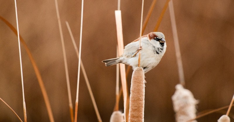 sparrow perched on a reed, his eye is on the sparrow