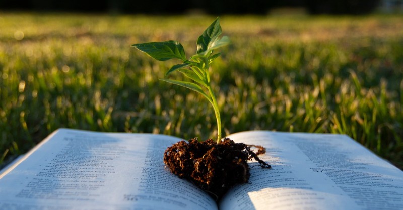 A green plant grows from an open Bible on a grass lawn