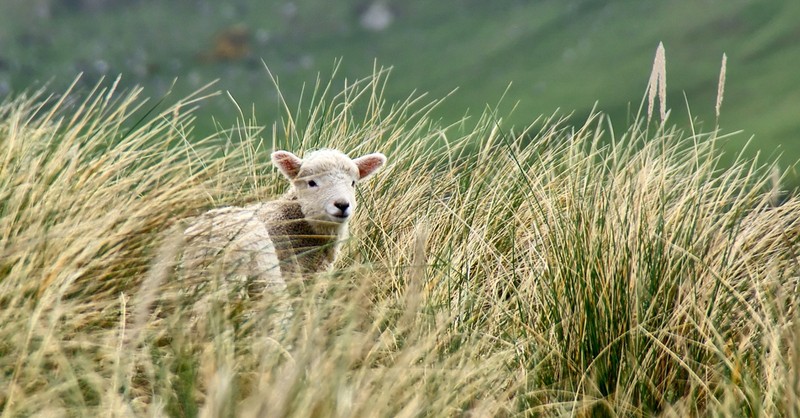 lost little sheep in tall grass, the lord is my shepherd