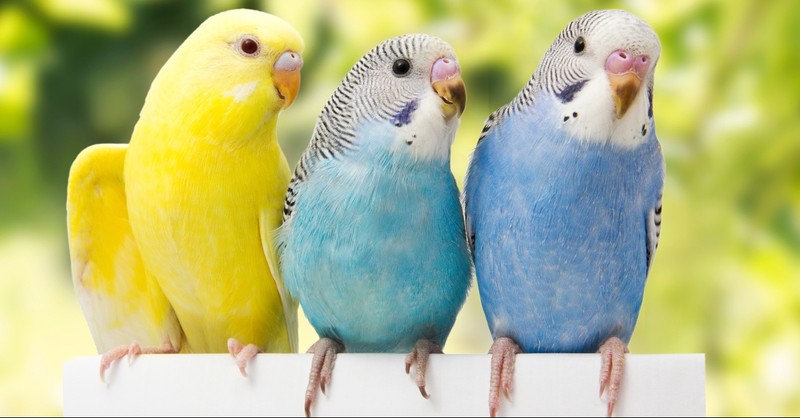 Is ‘Birds of a Feather Flock Together’ a Biblical Proverb?