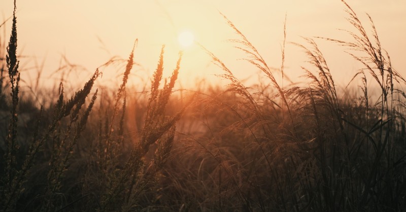 sunrise over grassy wheat field, renewed every day this too shall pass