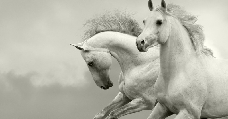Which White Horse in Revelation Is Worthy?