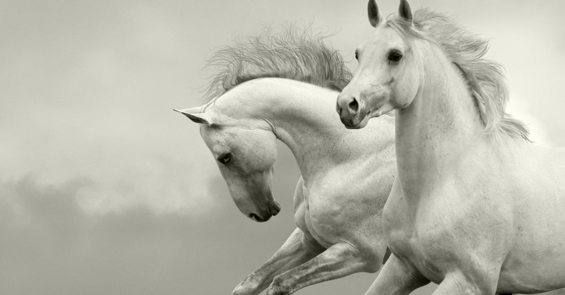 stunning-white-horse-animals-photo-34914997-fanpop