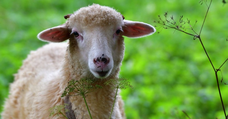 closeup of sheep in grass to signify feed my sheep in John 21