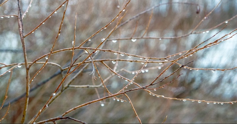 What Is the Spiritual Meaning of the Empty Fig Tree?