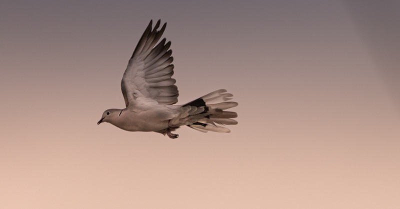 flying dove in sky, mennonites believe in peace
