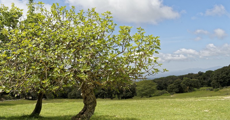 when you curse a tree it mean