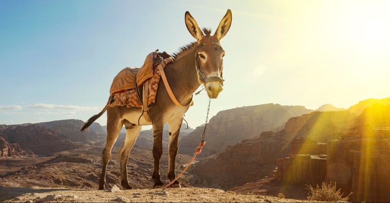 Donkey on the mountain