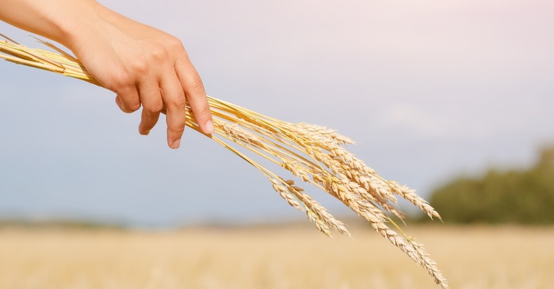 hand holding harvest bundle of wheat