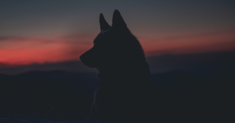 wolf in dark background, wolf in sheep's clothing