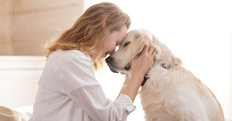 dogs praying