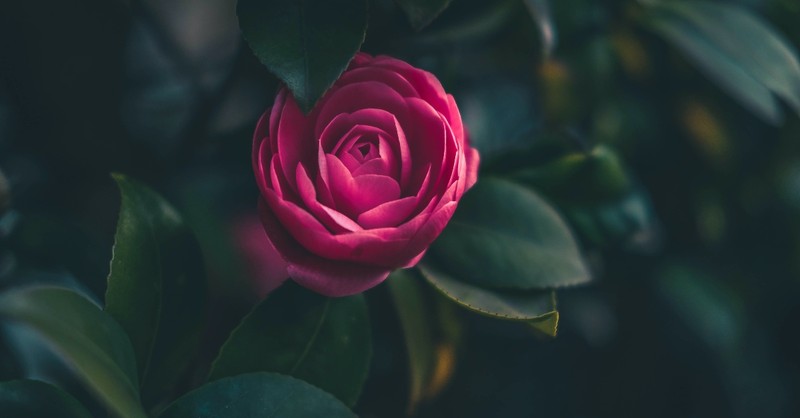 beautiful flower in dark setting, beauty from ashes