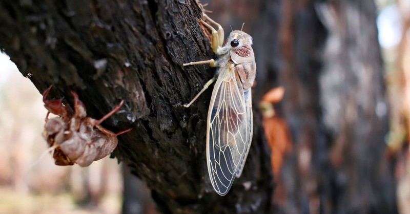 cicada locust tree shell insect large bug