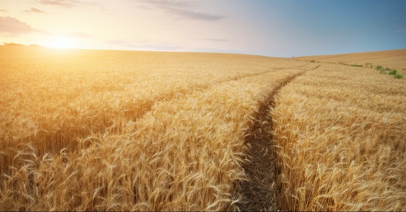 Wheat field with paths going through it