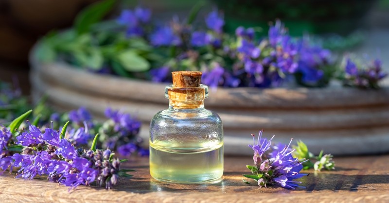 Bottle of essential oil with hyssop plant