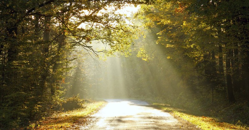 Sun beamed forest road