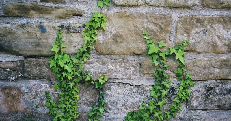Ivy vine climbing a wall