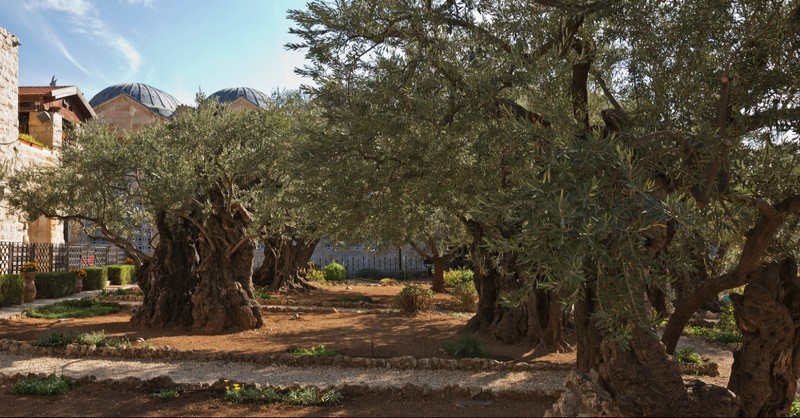 Where in the Bible is Jesus' Prayer in the Garden of Gethsemane?