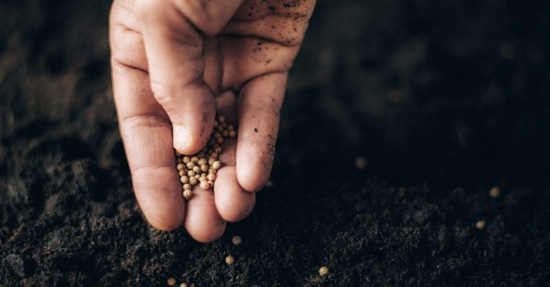 A hand planting seeds
